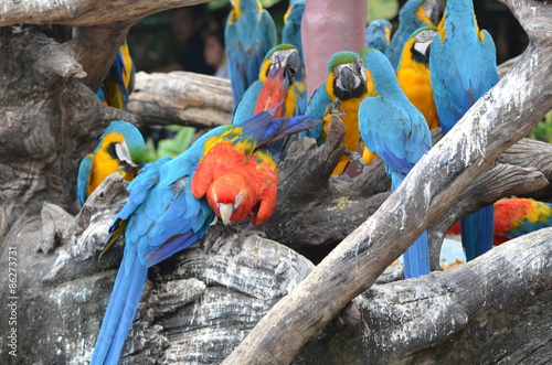 macow /  macow parrot on the tree photo