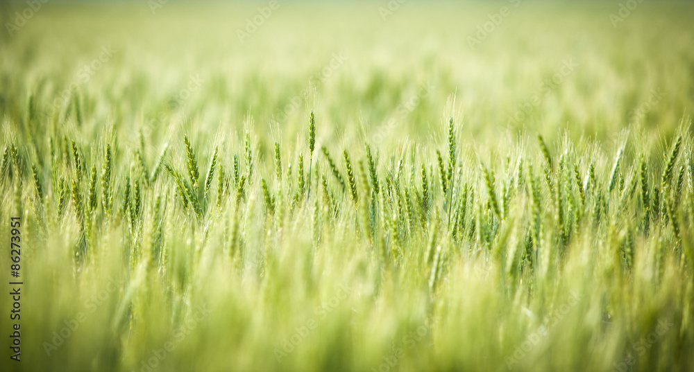 Green, Spring, Wheat Field with Soft Selective Focus Green, Spring, Wheat Field with Soft Selective Focus