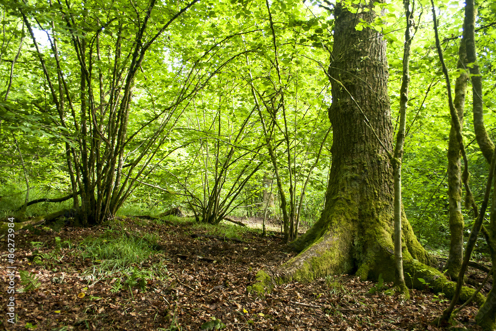 forest in springtime forest in springtime