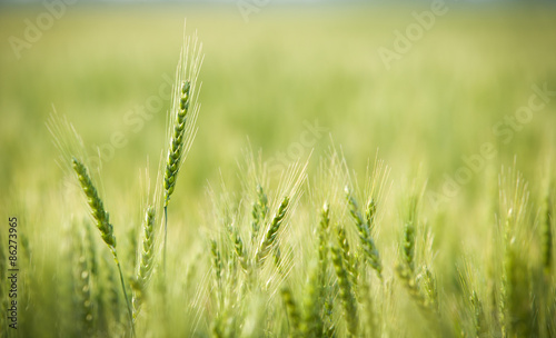Green  Spring  Wheat Field with Soft Selective Focus