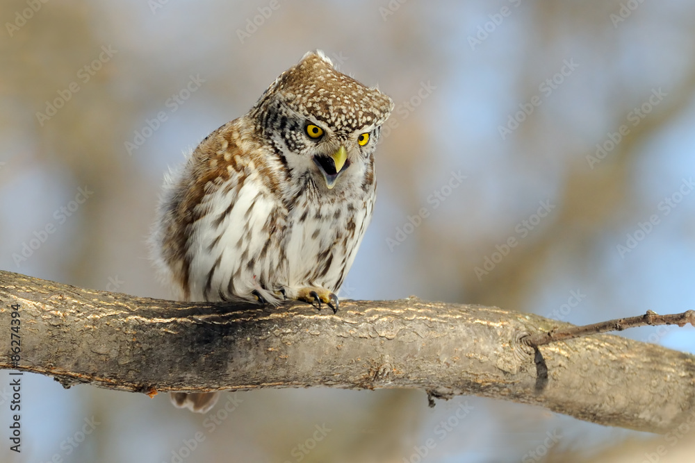 Obraz premium Crying Pygmy Owl in spring