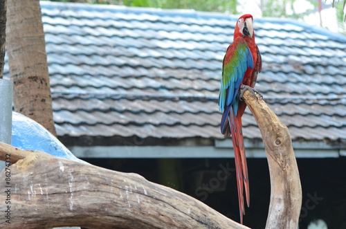 macow /  macow parrot on the tree photo