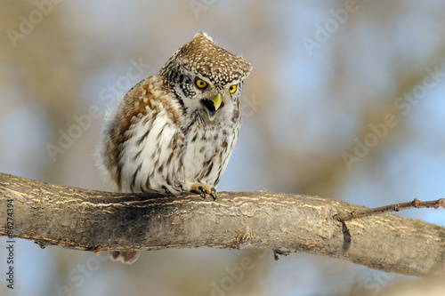 Crying Pygmy Owl in spring