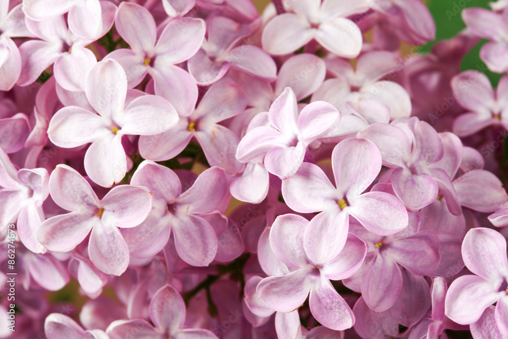 violet lilac flowers violet lilac flowers
