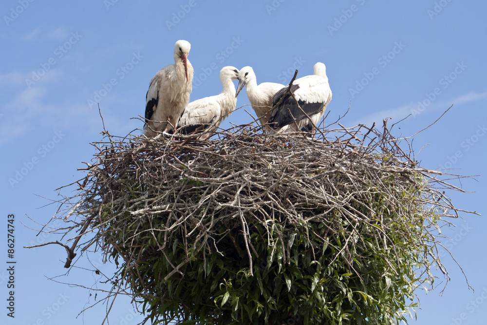 Storchennest