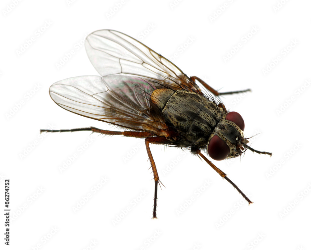 fly on a white fly on a white