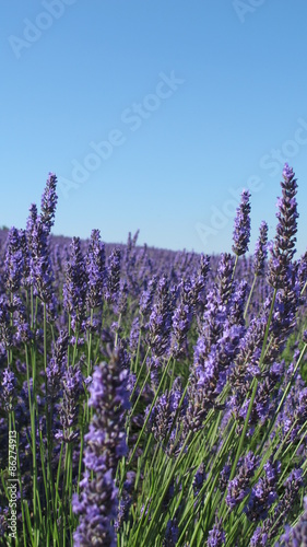 Lavanda in fiore