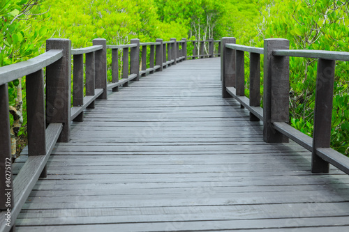 mangrove forest walkway