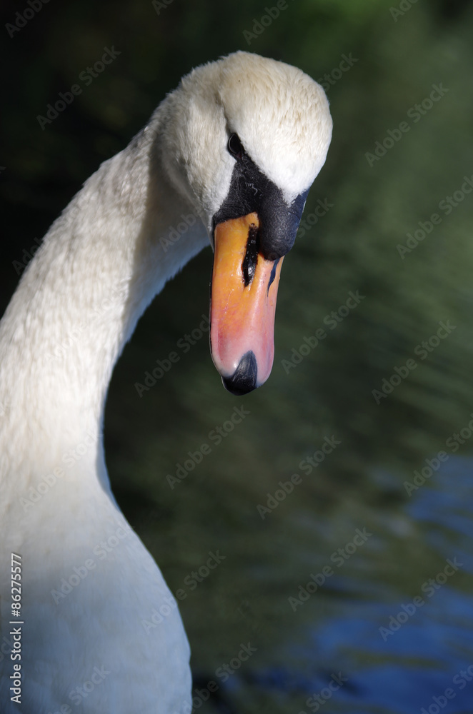 Obraz premium schwan