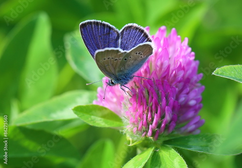Cyaniris semiargus. A male of a butterfly on a flower