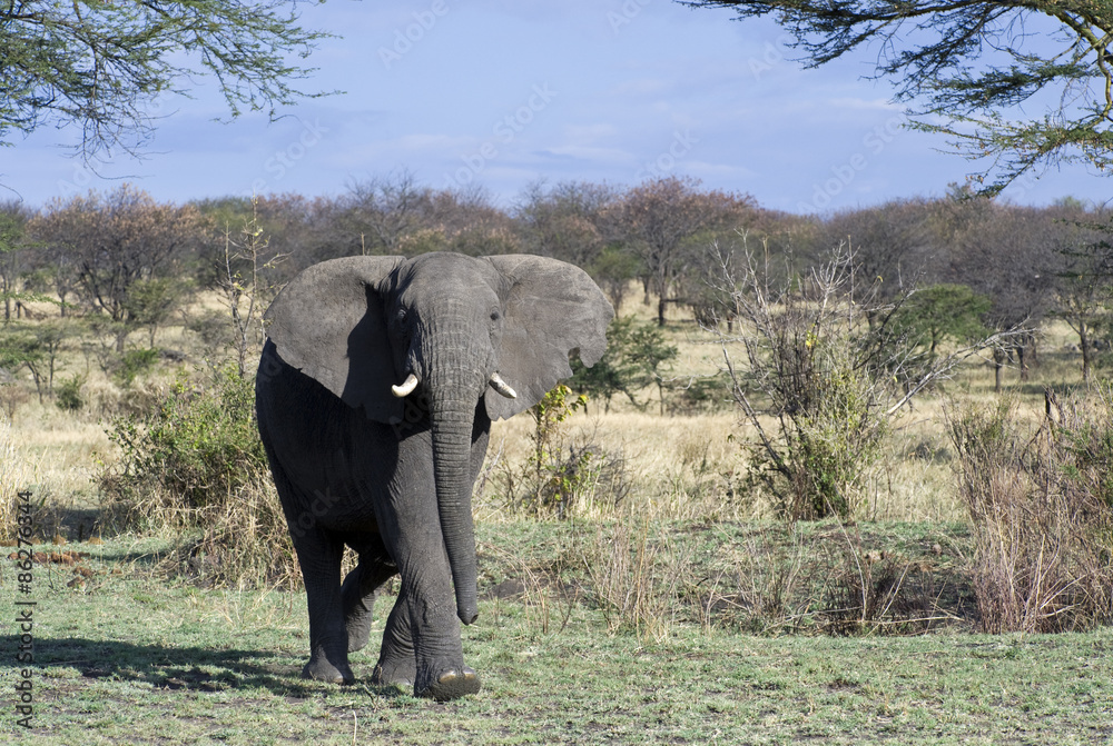 Tanzania, Serengeti National Park, the Mara River area, an elephant (loxodonta africana)