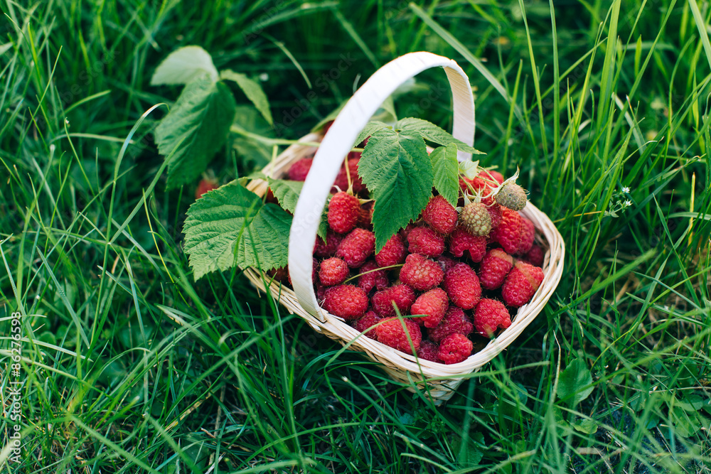 Fresh raspberries in the basket in the garden Fresh raspberries in the basket in the garden