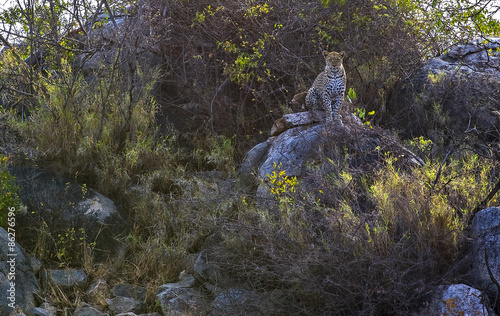 Tanzania, Serengeti National Park, Seronera area, a leopard (panthera pardus)