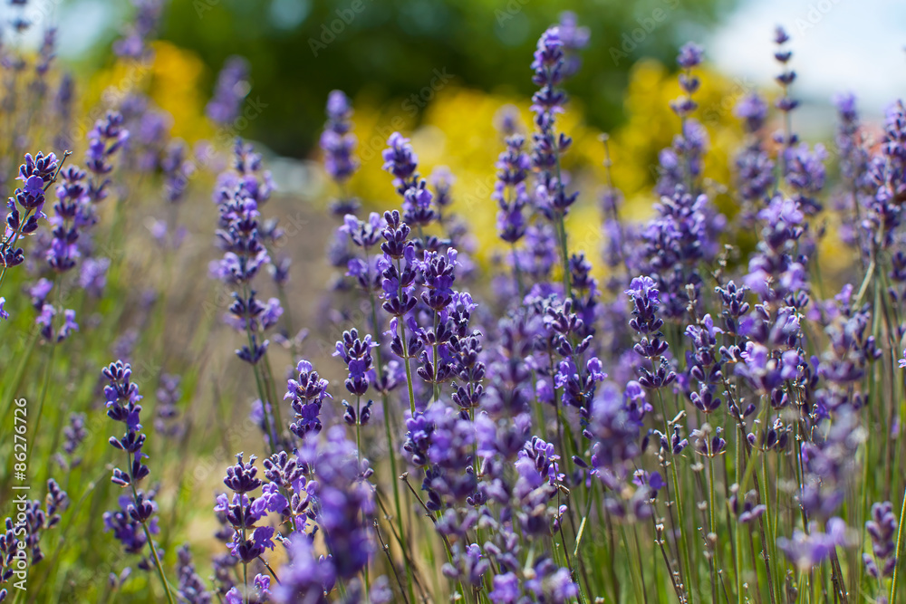 Naklejka premium close-up of lavender