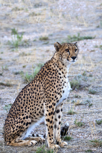 Namibia,a cheetah(acinonyx jubatus) in the Omaruru reserve