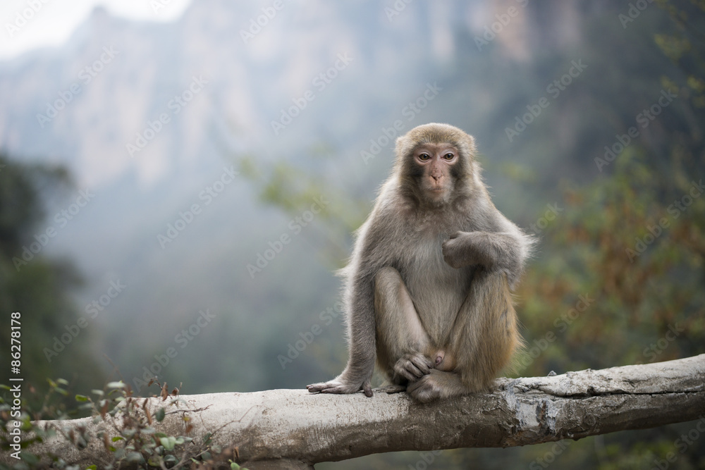 Monkey in Zhangjiajie