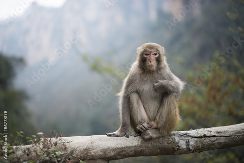 Monkey in Zhangjiajie © Urasha Photography