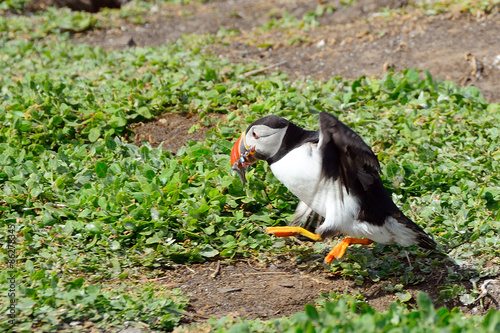 Atlantic puffin, Farne Islands Nature Reserve, England