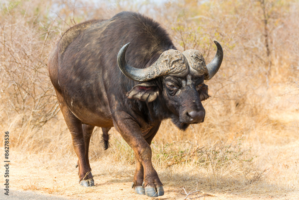 Cape Buffalo Bull