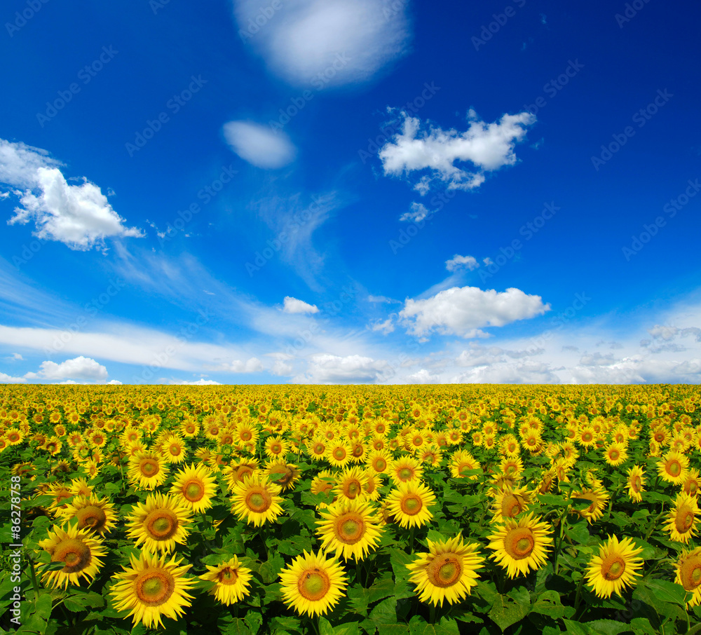 Obraz premium sunflowers field