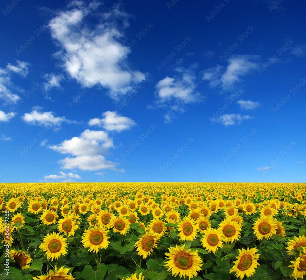 sunflowers field sunflowers field