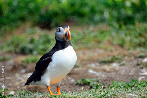 Atlantic puffin, Farne Islands Nature Reserve, England © nyiragongo