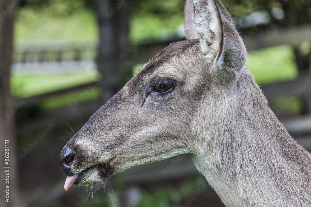 Whitetail deer hatchery, Andes, Cayambe, Ecuador