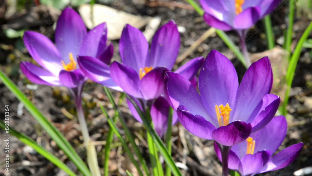 crocus blossom in springtime. crocus blossom in springtime.