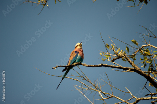 Lilacbreasted Roller (Coracias caudata) del Timbavati Nature Reserve
 photo