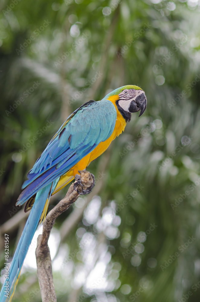 Exotic bird. Blue parrot sit on a branch tree. Wildlife Bali, In
