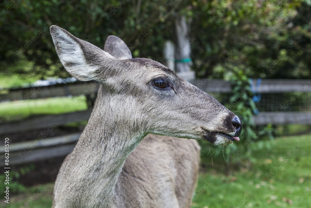 Whitetail deer hatchery, Andes, Cayambe, Ecuador