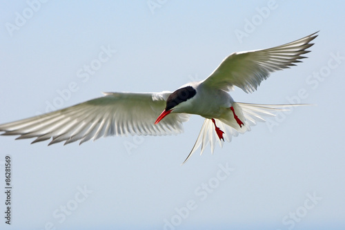 Принти на полотні Arctic tern, Farne Islands Nature Reserve, England