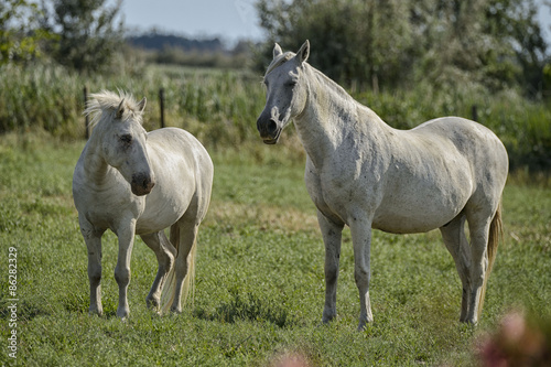 Cavallo Camargue