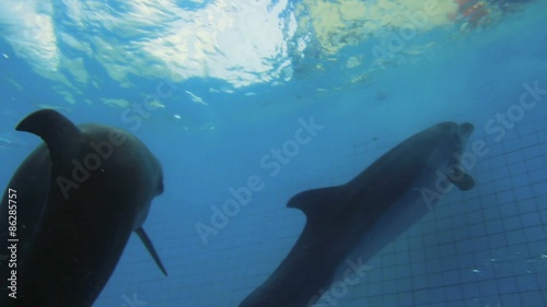 Dolphins Swimming Queue Up Underwater