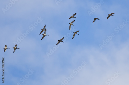 Flock of American Wigeons Flying in a Cloudy Sky