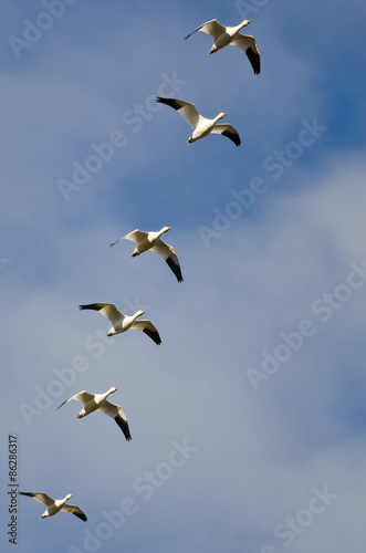 Flock of Snow Geese Flying in a Cloudy Sky