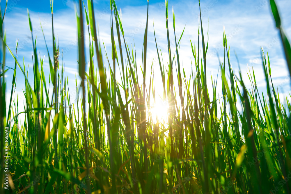 grass grass