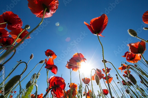 Fototapeta Naklejka Na Ścianę i Meble -  Poppy flower