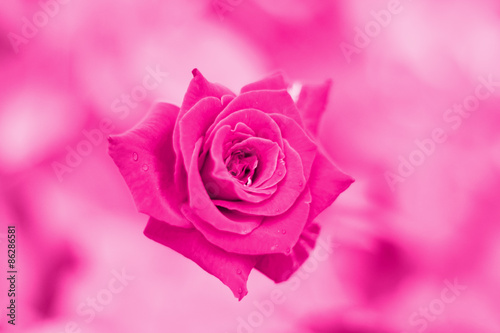 rose pink background