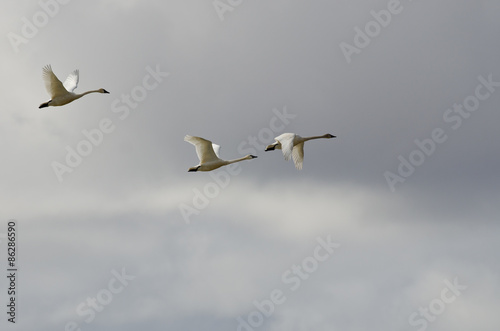 Three Tundra Swans Flying in a Cloudy Sky