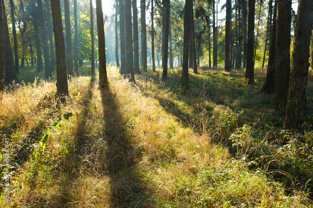 Fototapeta premium drzewa leśne