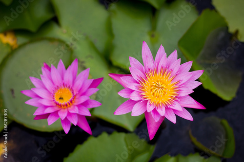 Pink Water Lily or lotus