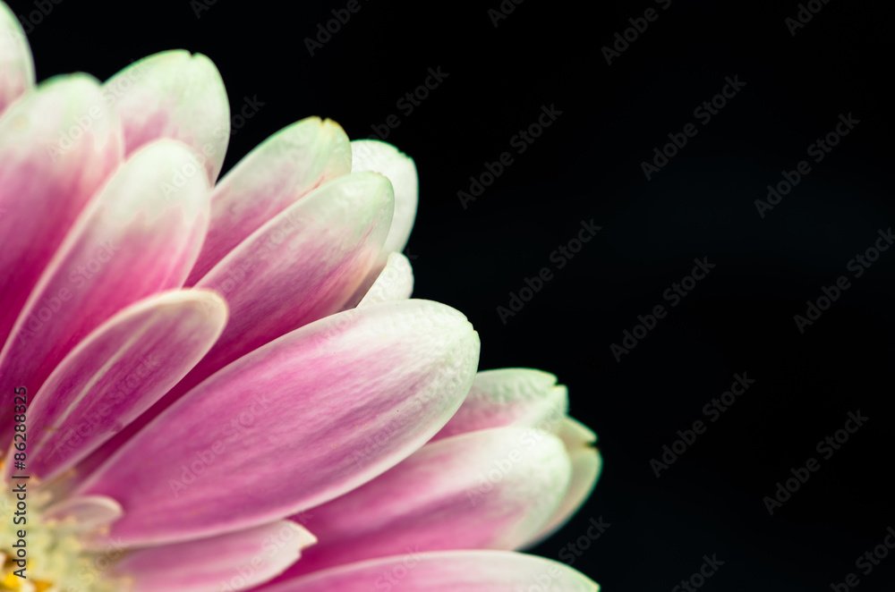Fototapeta premium pink gerber flower