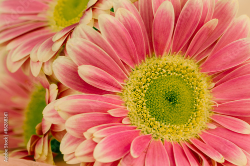 pink gerber flower