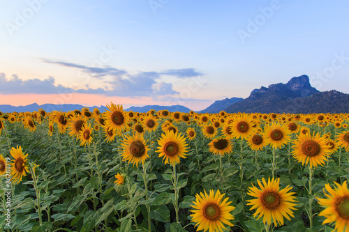 beautiful sunflowers in spring field