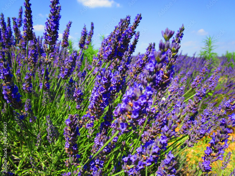 Obraz premium lavande