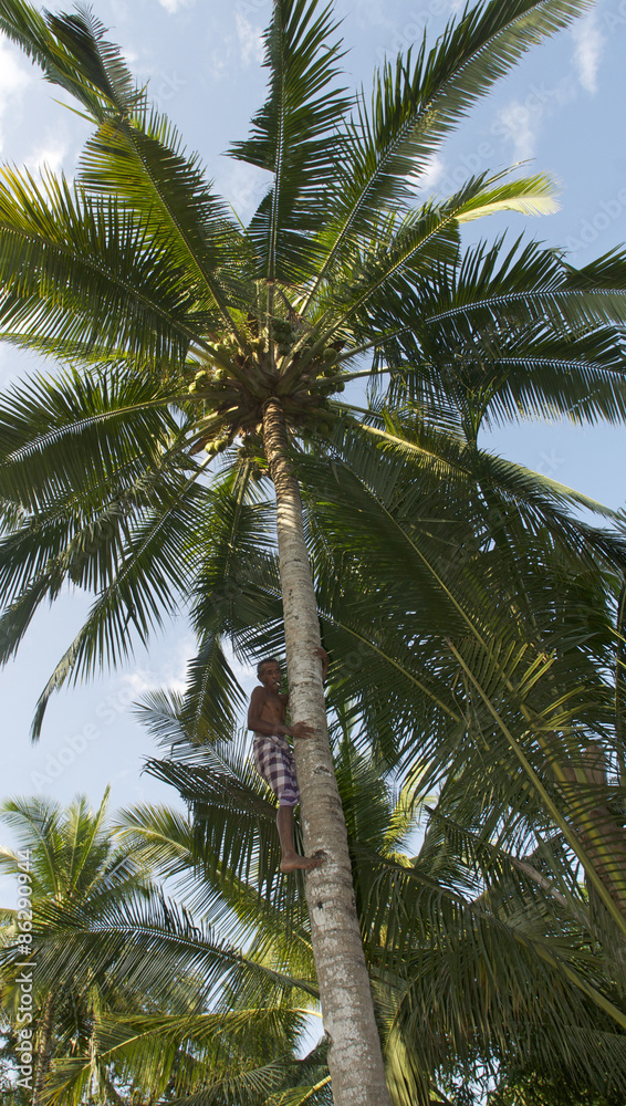 man climbing a coconut palm tree