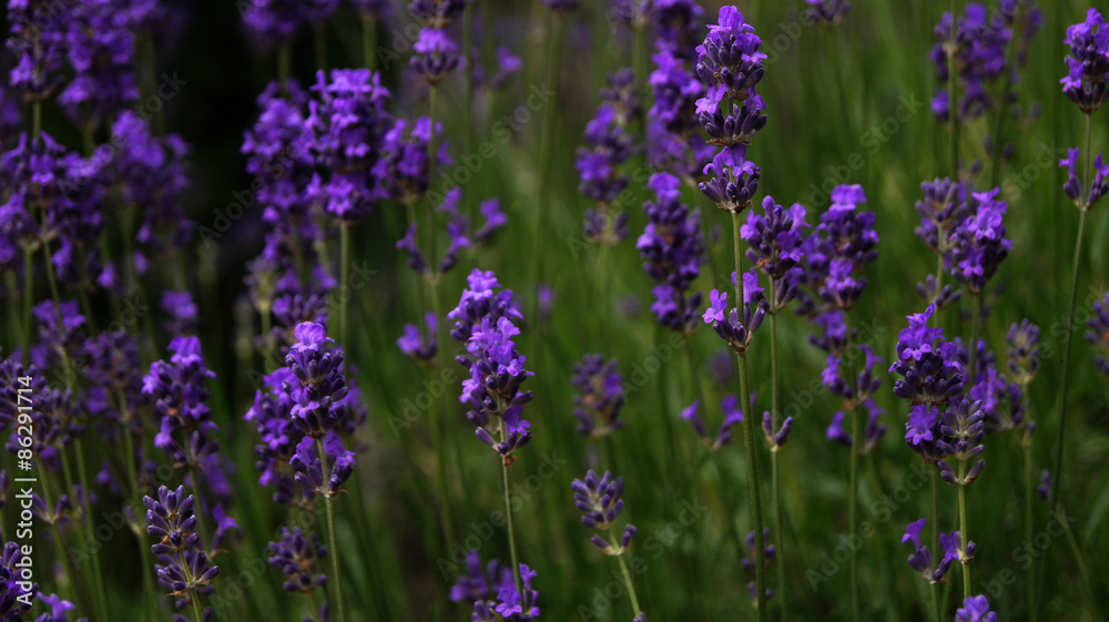 Obraz premium Lavender Field in the summer
