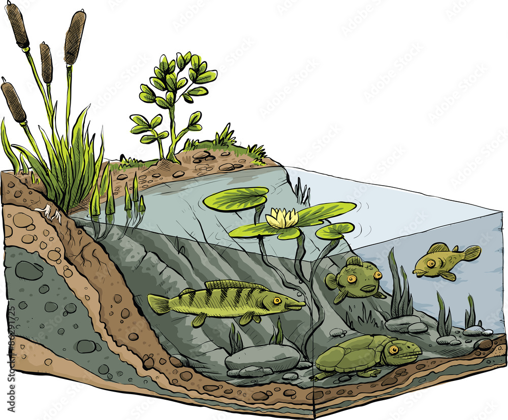 Cartoon cross-section of the shoreline of a lake or river showing the plant  and animals life, including fish, beneath the water. Stock Vector | Adobe  Stock