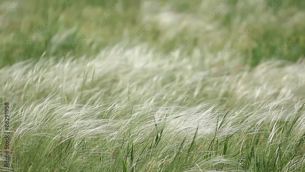 spring field of feather grass that sways in the wind